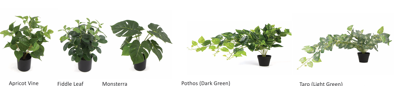 DD_Plant_Options-2.png