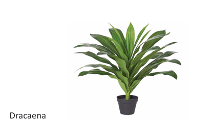 dd_Dracaena_Plant-2.png